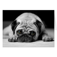 Pug triste cartões