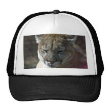 Puma 2 bonés