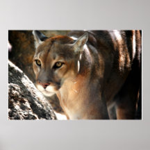 Puma Posters