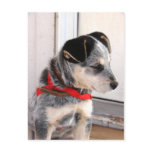 Puppy Poised Post Cards