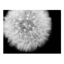 Pusteblume Cartoes Postais