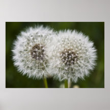 Pusteblumen Posteres