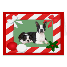 Quadro de cartão do Natal de Boston Terrier
