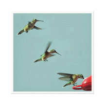 Quadro envolvido colibris impressão em tela canvas