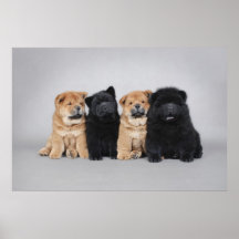 Quatro filhotes de cachorro pequenos da comida de  poster