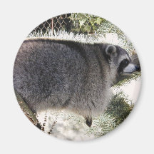 raccoon1 imas de geladeira