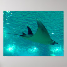 RAIO DE MANTA PÔSTERES