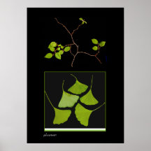 Ramo do Gingko e dos bonsais Posters
