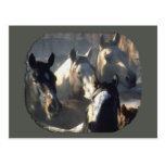 Rebanho do cavalo cartao postal