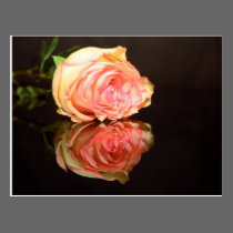 Reflexões cor-de-rosa cartões postais