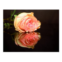 Reflexões cor-de-rosa cartao postal