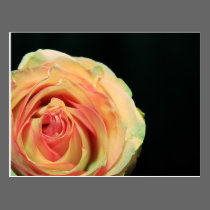 Reflexões cor-de-rosa cartões postais