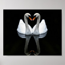 Reflexões do amor, forma do coração, cisnes branca posters