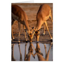 Reflexões dos cervos que compartilham de uma bebid cartao
