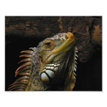 Retrato de uma iguana arte de fotos