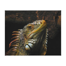 Retrato de uma iguana impressão de canvas envolvida