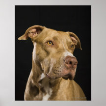 Retrato do pitbull vermelho do nariz com preto poster