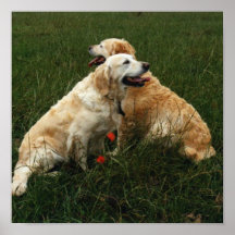 Retrievers dourados poster