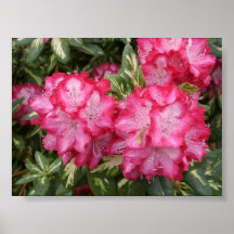 Rododendros de Roosevelt Posteres