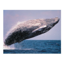 Rompimento da baleia de Humpback Cartão Postal