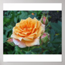 Rosa amarelo impressão