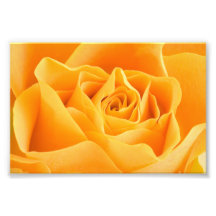 Rosa amarelo impressão fotográfica