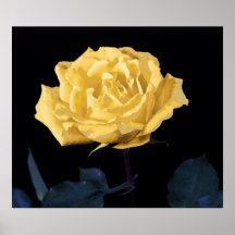 Rosa amarelo posters