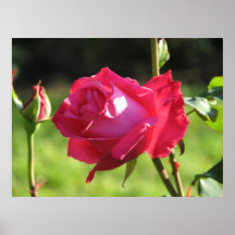Rosa de chá de Peter Frankenfeld e botão híbridos  Posteres
