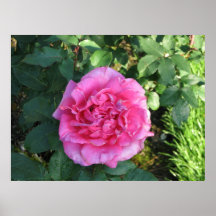 Rosa de chá híbrido 003 de Peter Frankenfeld Posters