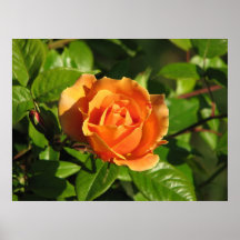 Rosa de chá híbrido 018 do por do sol real pôsteres
