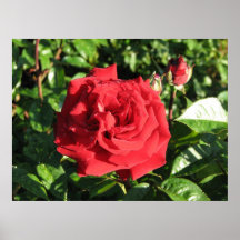 Rosa de chá híbrido 032 de Ingrid Bergman Pôsteres