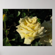 Rosa de chá híbrido 091 do ouro irlandês posteres