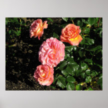 Rosa de chá híbrido 148 de Elle Pôsteres