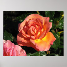 Rosa de chá híbrido 150 de Elle Posters