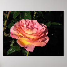Rosa de chá híbrido 152 de Elle Posteres