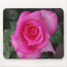 Rosa de chá híbrido cor-de-rosa Mousepad