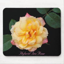 Rosa de chá híbrido mouse pad