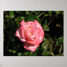 Rosa de chá híbrido secreto 116 poster