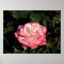 Rosa de chá híbrido secreto 117 posters