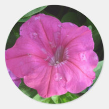 Rosa de Dewey Adesivos Em Formato Redondos
