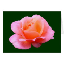 Rosa do rosa - azul cartoes