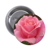 Rosa do rosa botons