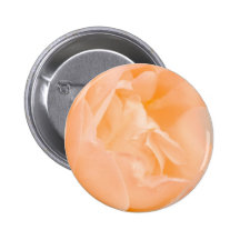 Rosa do rosa botons