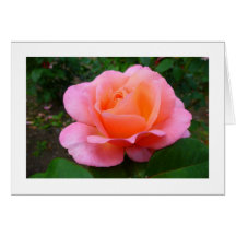 Rosa do rosa cartão