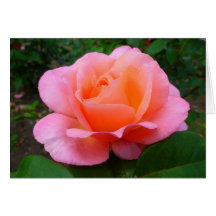 Rosa do rosa cartão