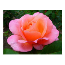 Rosa do rosa cartão postal