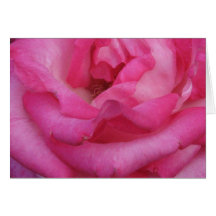 Rosa do rosa cartoes