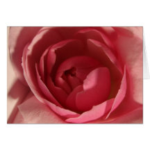 Rosa do rosa cartoes