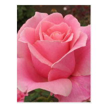 Rosa do rosa cartões postais