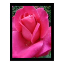 Rosa do rosa cartoes postais